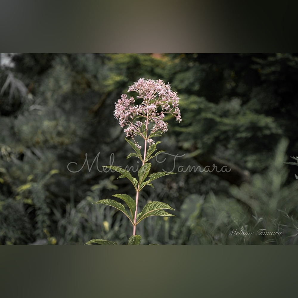 Flower Wall Art Prints